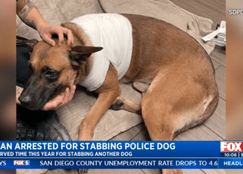 police K9