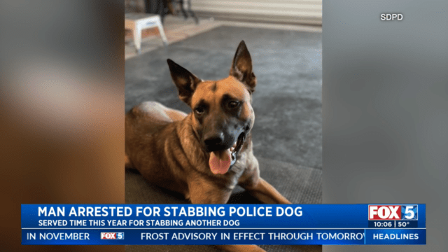 K9 Hondo