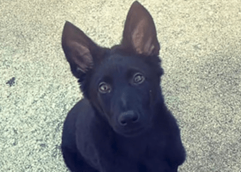 German shepherd puppy