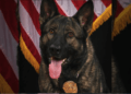 K9 Axel