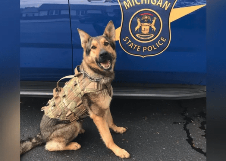 K9 Chief
