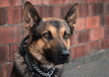 K9 Jedi