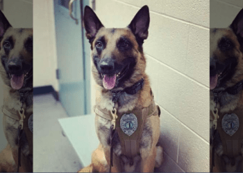 K9 Dash