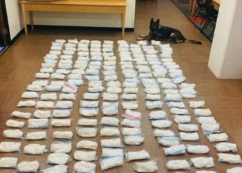 CHP narcotics detecting K9
