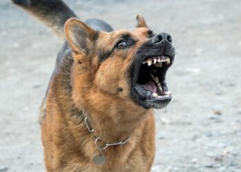 running chew