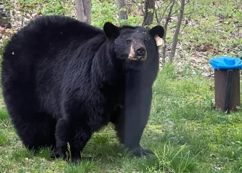 Source: Save Bobbi's Cubs/Facebook