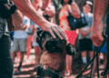 police K9