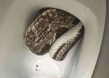snake