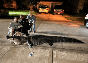 alligator