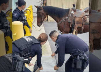 horseback ridder arrested DUI