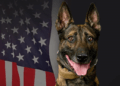 K9 Jack