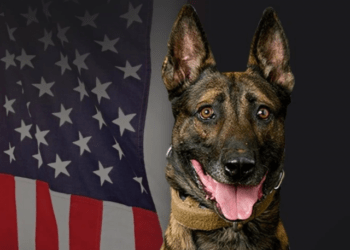 K9 Jack