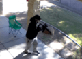 Arizona police