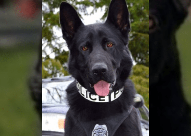 K9 Hobbs