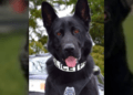 K9 Hobbs
