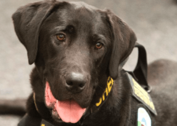 K9 URL