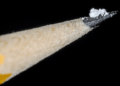 fentanyl