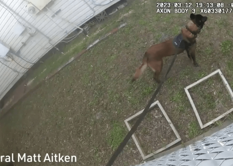 K9 Taco