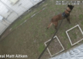 K9 Taco