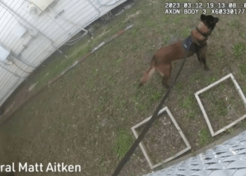 K9 Taco