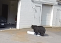 black bear