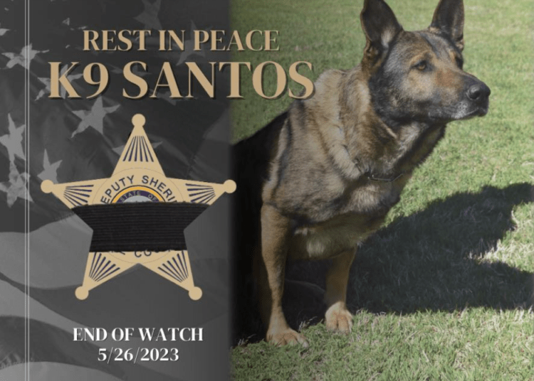 K9 Santos