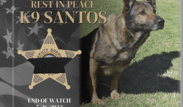 K9 Santos