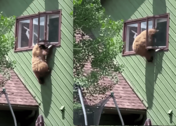 bear burglar