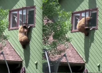 bear burglar