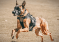 K9 Chase