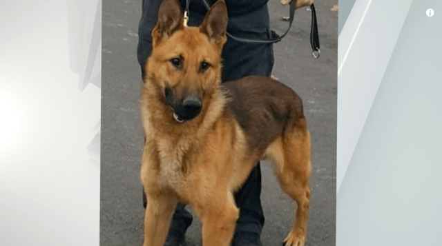 K9 Norby