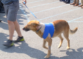 K9 Norby