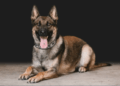 K9 Eunice