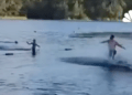14-foot alligator