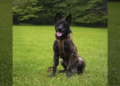 K9 Rico