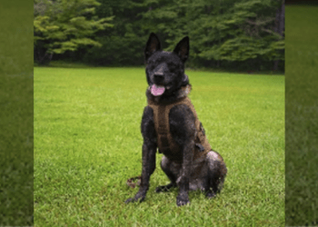 K9 Rico