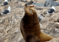 sea lion