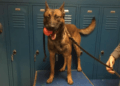 K9 Ringo