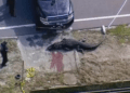 alligator