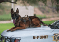 K9 Kenzo